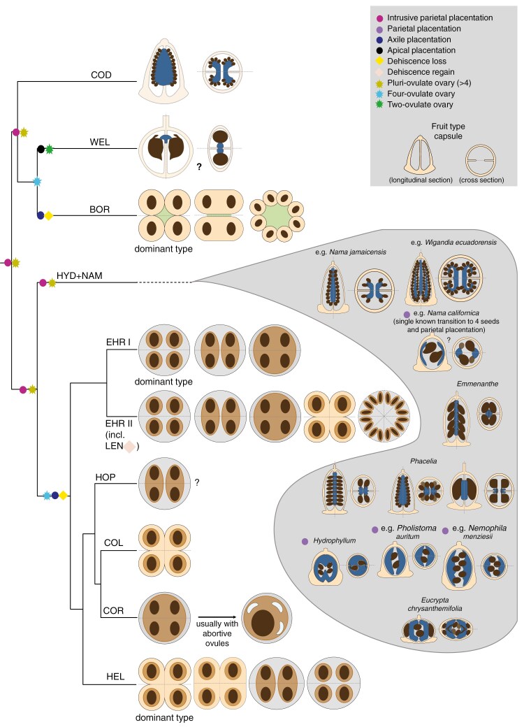 Cladogram based on the MuLo-Exn species tree showing a hypothetical evolutionary series of fruit diversification in Boraginales I (Codonaceae, Wellstediaceae, Boraginaceae) and in Boraginales II (Namaceae, Hydrophyllaceae, Ehretiaceae, Hoplestigmataceae, Coldeniaceae, Cordiaceae, Heliotropiaceae).