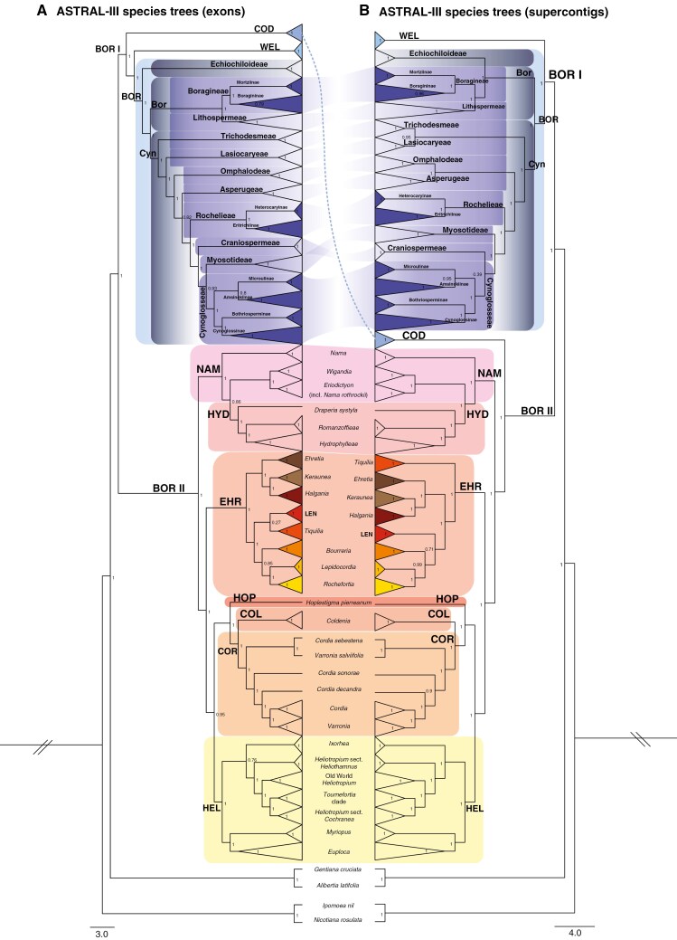 Cophylo plot comparing MuLo-Exn (A) and MuLo-SupC (B) species trees inferred with IQ-TREE, showing Boraginales I and II major clades, with local posterior probabilities at nodes.