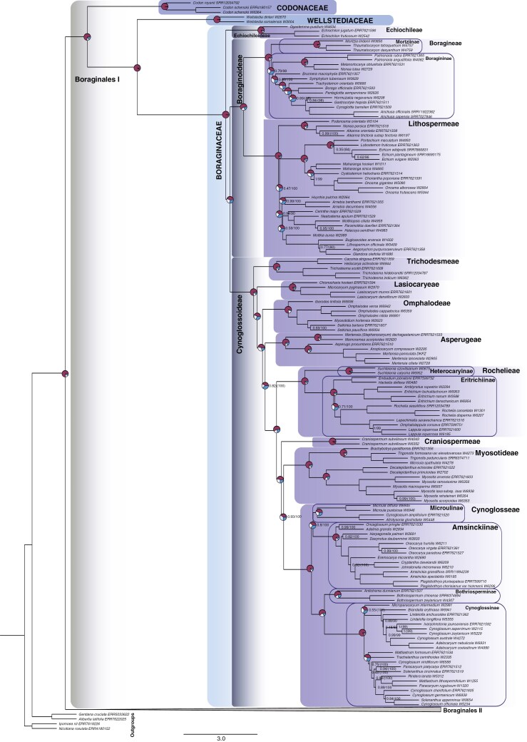 Phylogenetic tree of Boraginales I based on ASTRAL-III analysis of 353 nuclear exonic loci (MuLo-Exn), showing relationships with annotated taxonomic ranks (colour-coded frames), quartet score pie charts at major nodes, and support values when branches are not fully supported.