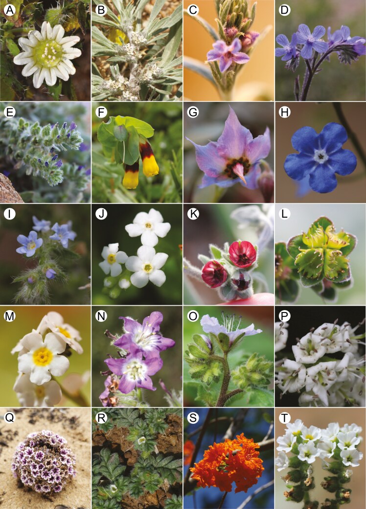 Figure illustrating the morphological diversity of the different families of the Boraginales, including several tribes of the species-rich Boraginaceae.