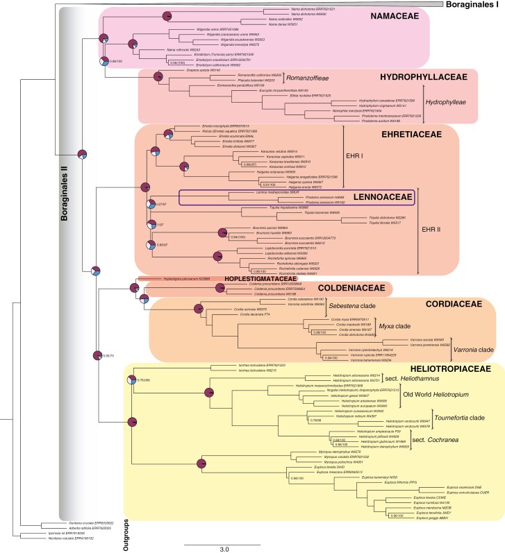 Phylogenetic tree of Boraginales II based on ASTRAL III analysis of 353 nuclear exonic loci (MuLo-Exn), showing relationships with annotated taxonomic ranks (colour-coded frames), quartet score pie charts at major nodes, and support values when branches are not fully supported.