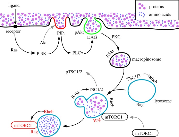 Figure 4.