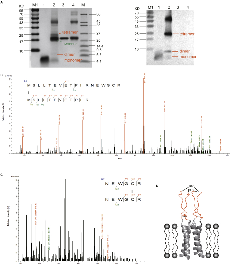 Figure 2