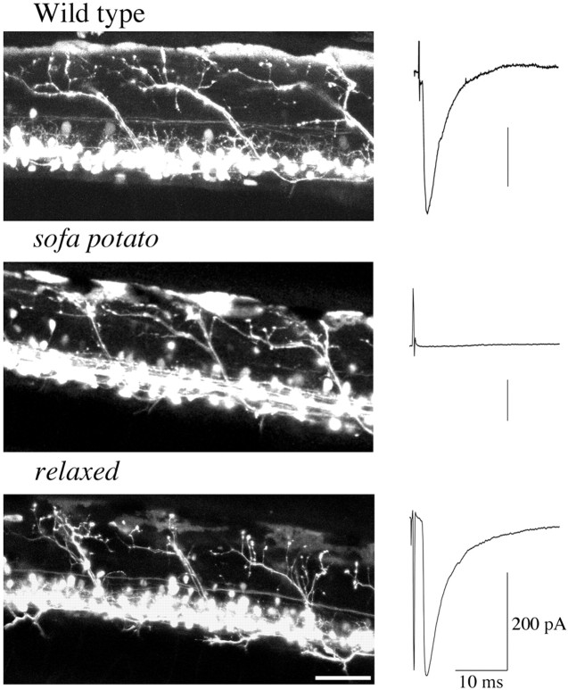 Fig. 1.