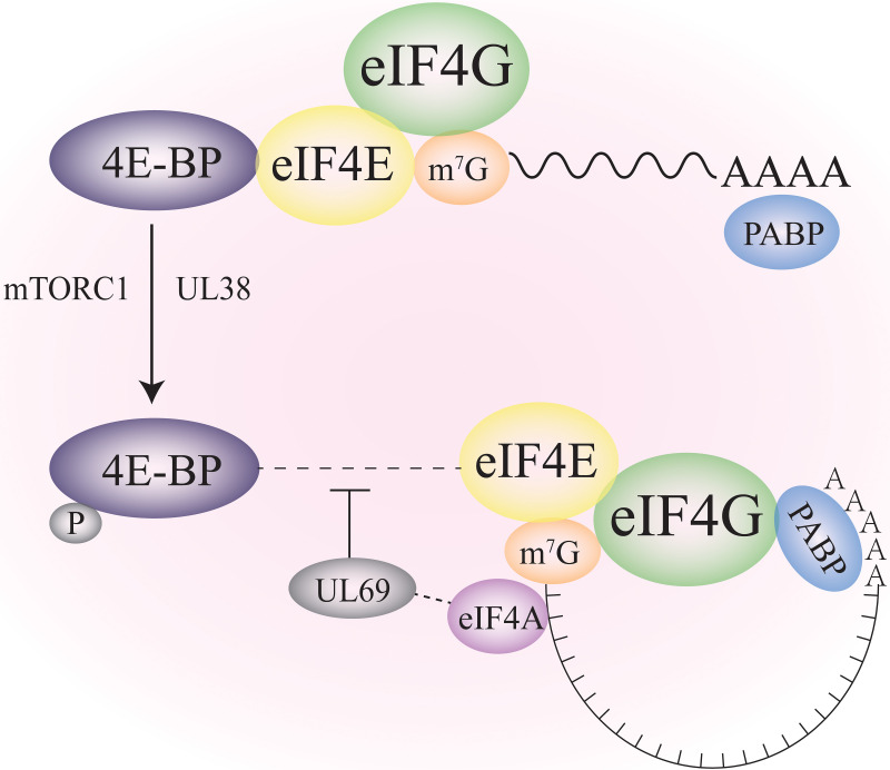 FIG 4