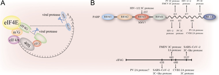 FIG 2