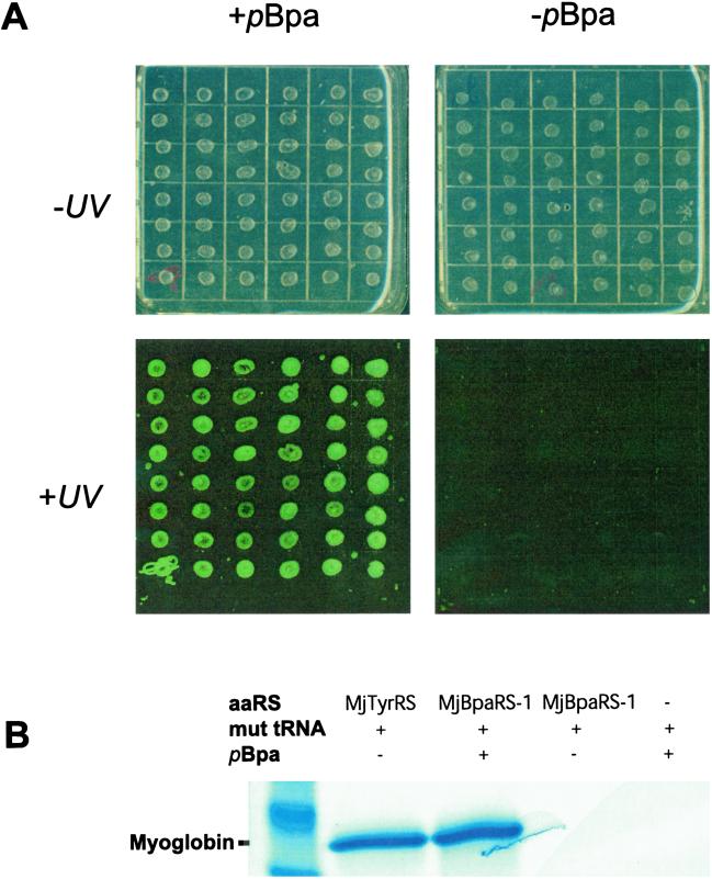 Fig 2.