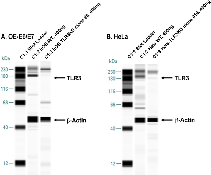 FIG 2