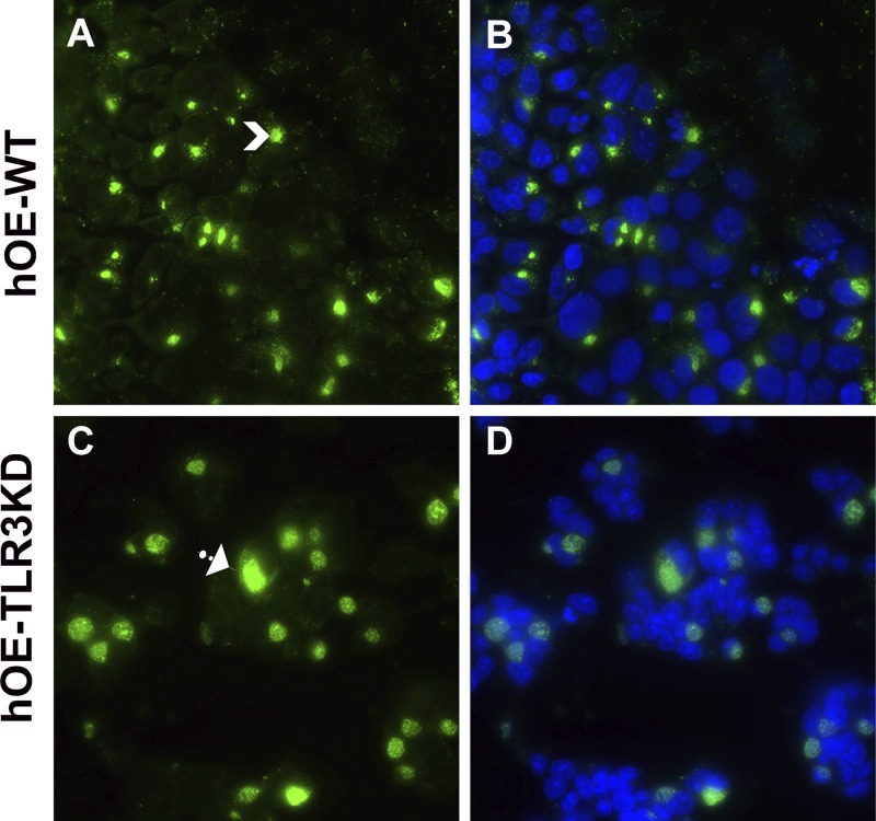 FIG 12