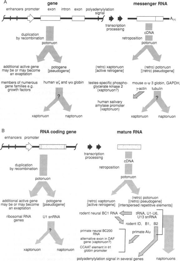 graphic file with name pnas01096-0155-a.jpg