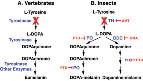 Fig.1.