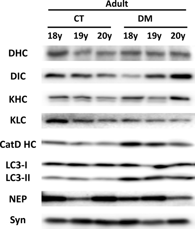 Fig 6