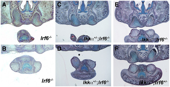 Fig. 7.