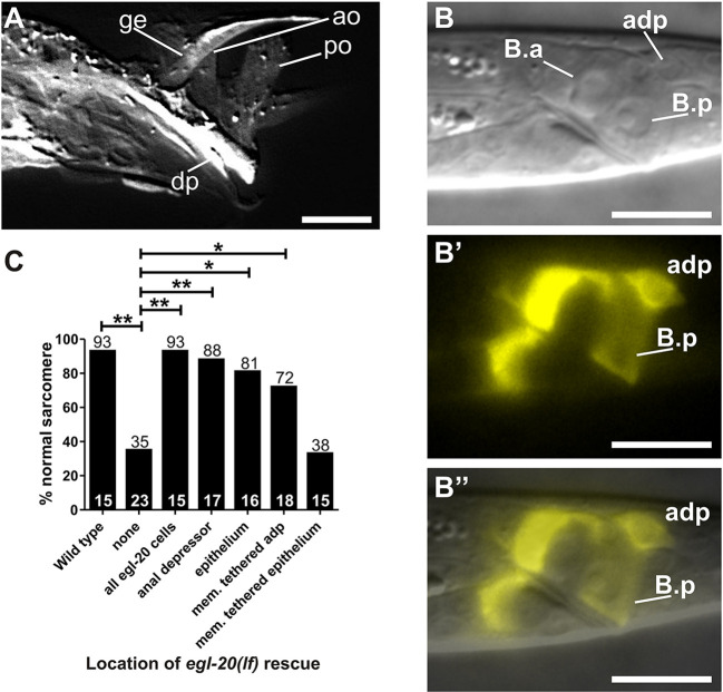 Fig. 4. WNT/EGL-20 ligand functions in the tail to regulate anal depressor rearrangement. (A-B″) egl-20 expression pattern in males. (A) Confocal DsRed1-E5 fluorescent image of an adult male. DIC L2 male (B) and egl-20-expressed RFP fluorescent images (B′) are shown separately. B″ shows these images stacked on top of one another, to highlight where egl-20 is expressed. (C) Graph depicting the percentage (numbers on top of the basr) of males with normal sarcomeres. The x-axis indicates where wild-type egl-20 genomic DNA is expressed. The numbers above the x-axis represent the total sample number for each location. *P<0.05, **P<0.005, Fisher's exact test. For all images, dorsal is up and anterior is to the left. adp, anal depressor; ge, gubernaculum erector; ao, anterior oblique; po, posterior oblique; dp, dorsal protractor. Scale bars: 10 µm.