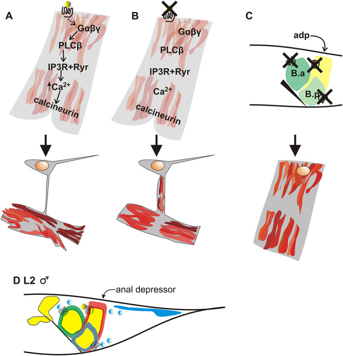 Fig. 7. A model for programmed muscle remodeling in the anal depressor. (A-C) Cartoon of cell signaling and anal depressor rearrangement. The outline of the cell is in gray. The actin component of the sarcomere is in red. The yellow circle is the WNT/EGL-20 ligand, which binds to the frizzled/LIN-17 receptor. The orange circle shows the location of the nucleus. (A) Wild-type anal depressor signaling and rearrangement. The top images represent early L4 stage and the bottom images represent the adult stage. (B) Inhibiting the WNT/Ca2+ pathway during development of the anal depressor results in incomplete sarcomere disassembly. (C) Inhibiting the WNT/Ca2+ pathway in the anal depressor (adp) and the WNT/PCP pathway of the surrounding epithelial B cell descendants (B.a and B.p) results in the adult male anal depressor resembling the larval muscle. The top image is of an L2 male tail. The black triangle depicts the anus. (D) Cartoon of an L2 male tail. adp, red outline; B.a cell, green outline; B.p cell, gray outline; WNT/LIN-44 ligand expression, blue; WNT/LIN-44 ligand, blue circles; WNT/EGL-20 expression, yellow; ligand itself, yellow circles; anus, black line.