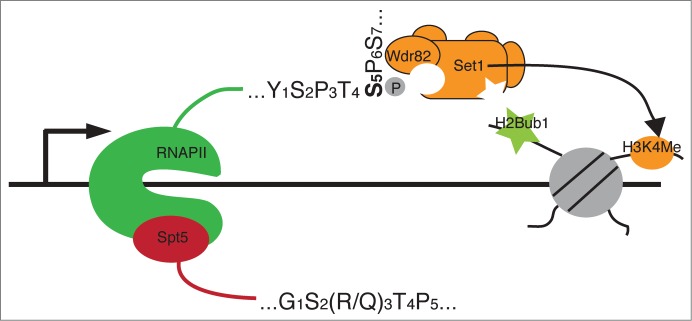 Figure 2.