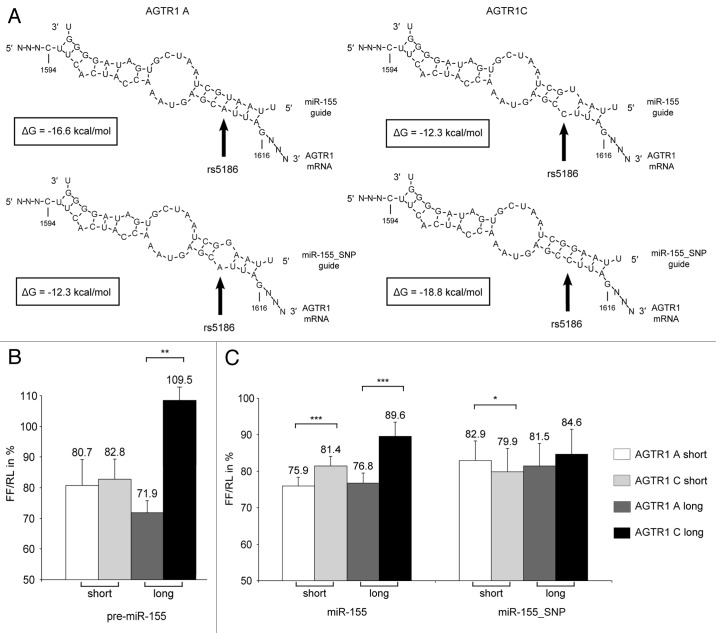 graphic file with name rna-9-924-g2.jpg