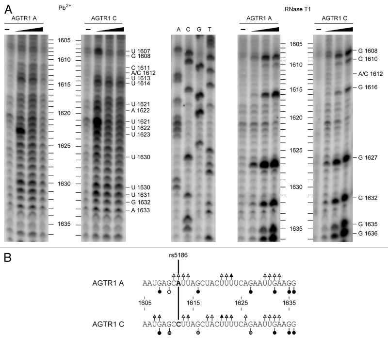 graphic file with name rna-9-924-g4.jpg