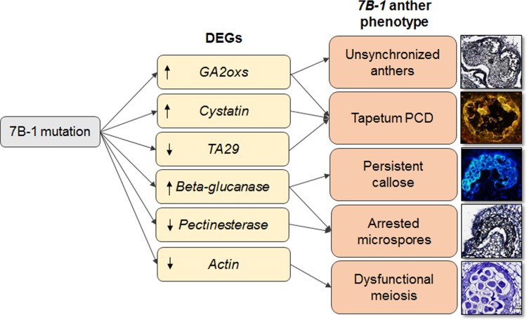 Fig 7