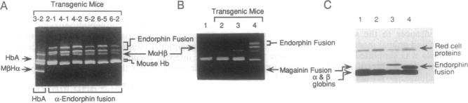 graphic file with name pnas01142-0151-a.jpg