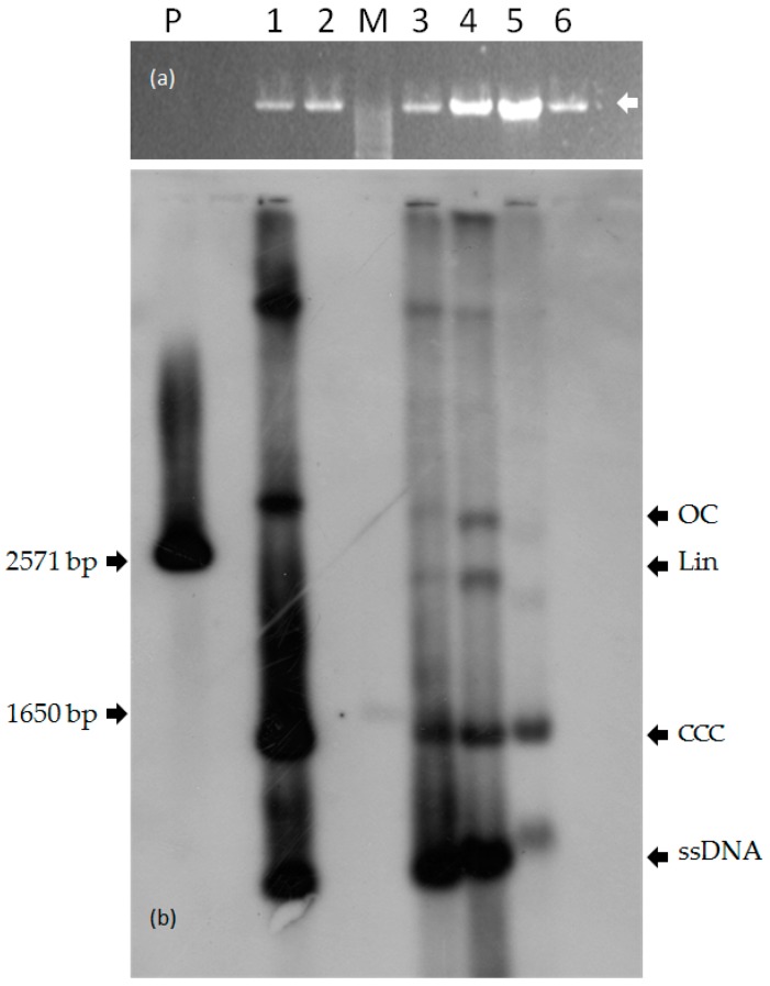 Figure 5