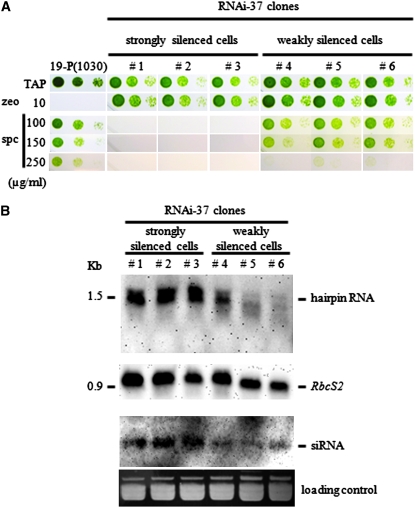 Figure 3.—