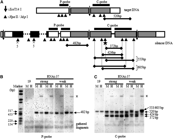 Figure 4.—