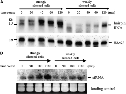 Figure 7.—