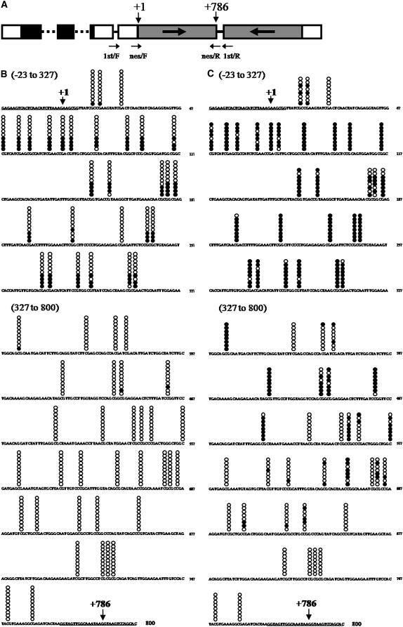 Figure 5.—