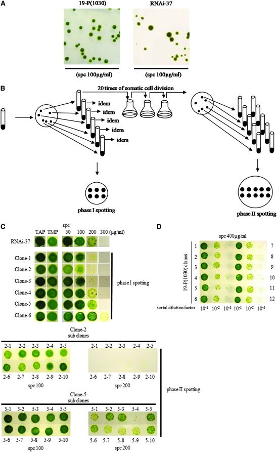 Figure 2.—