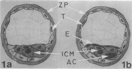 graphic file with name pnas00250-0221-a.jpg