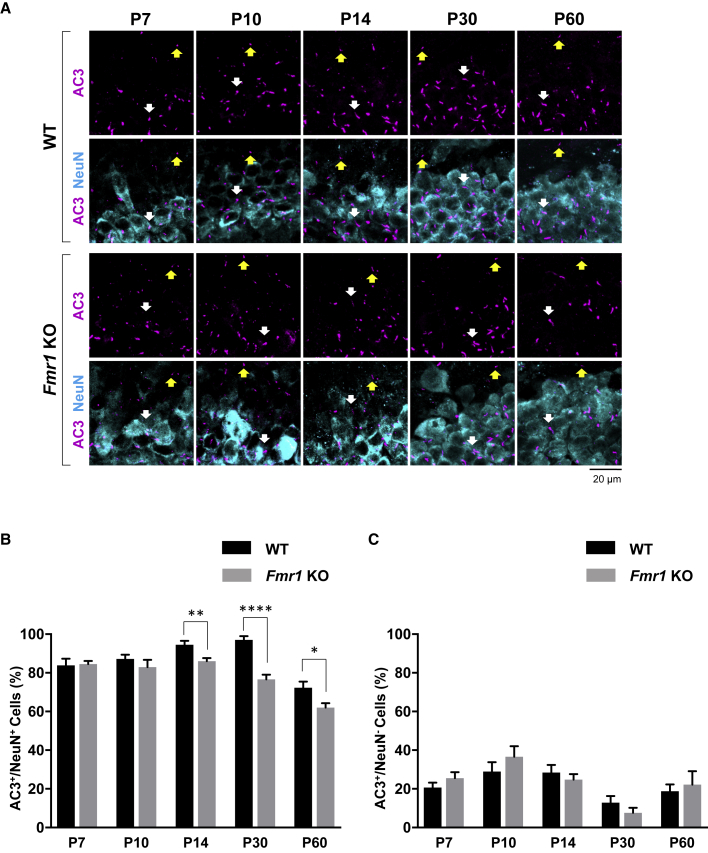 Figure 4