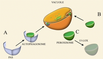 Fig. 2