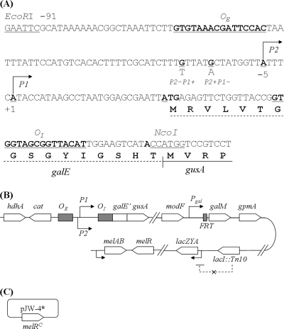 FIG. 2.