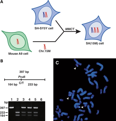 Figure 1.