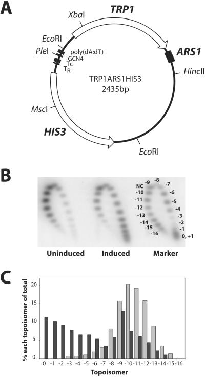 Fig 1.