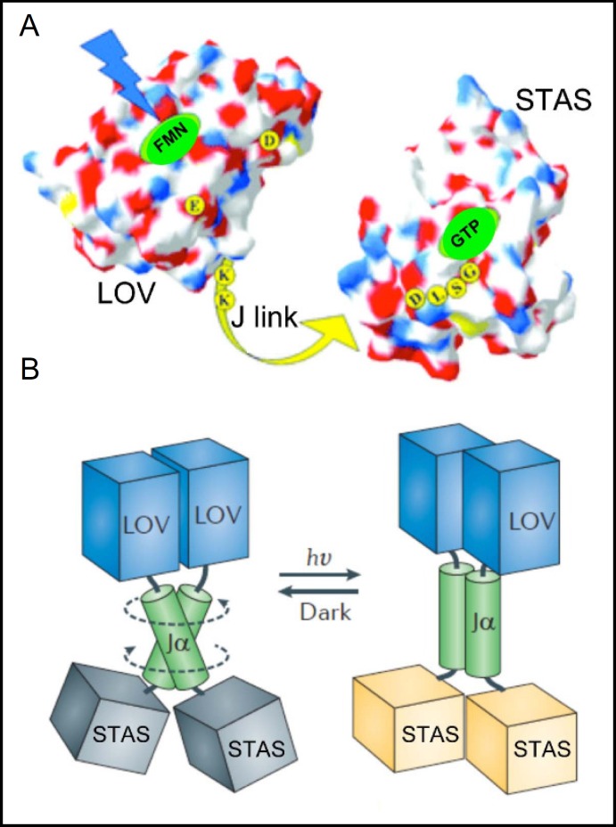 Fig. 3