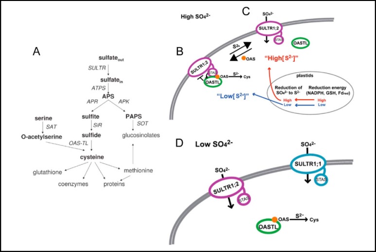 Fig. 7