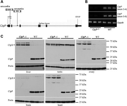 Figure 1.