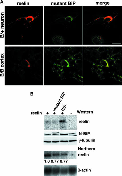 FIG. 8.