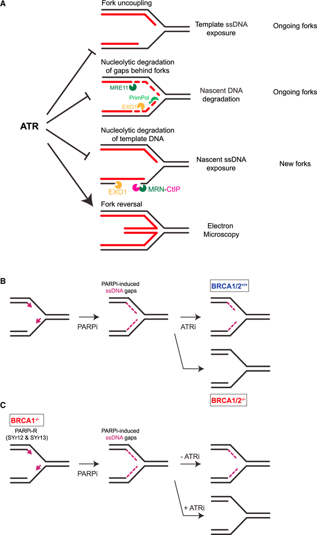 Figure 7.