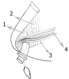 Fig1