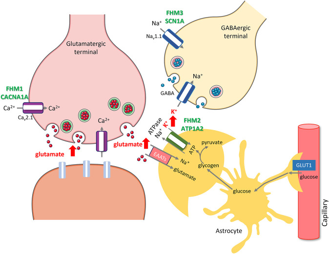 FIGURE 1