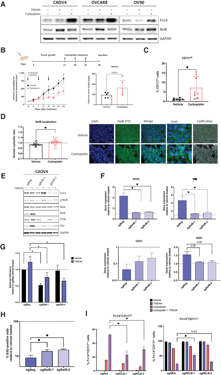 Figure 6. RelB mediates TWEAK–Fn14-dependent enrichment of CSCs and elimination of non-CSCs. A, Western blot for Fn14 and RelB from cells treated with vehicle, TWEAK, or carboplatin for 72 hours. B–C, Subcutaneous tumors were generated in nude mice using OV90 cells. Tumors were allowed to grow for 21 days followed by 3 cycles of carboplatin (50 mg/kg) or vehicle and resected 12 days after the final carboplatin treatment. B, Experimental design created with BioRender.com (left). Tumor volume was measured twice weekly and graphed normalized to the volume at treatment start (center). Two-way ANOVA, Tukey post hoc test (n = 6). TWEAK concentration per tumor weight measured using ELISA (right). Unpaired t test (n = 6). C, Flow cytometry analysis of CD117 expression on excised tumors following dissociation into single-cell suspension. Unpaired t test (n = 8). D, Fixed tumor fractions were histologically stained for nuclei (DAPI) and RelB. Representative images (left) and nuclear relative to cytosolic RelB were quantified per field using CellProfiler (right). Unpaired t test (n = 3). E, Western blot of NF-κB proteins in CAOV4-RelB knockout (KO) lines with TWEAK treatment (100 ng/mL) for 48 hours. F, qRT-PCR for select genes in CAOV4-RelB KO lines treated with TWEAK (100 ng/mL) for 48 hours, relative to vehicle. One-way ANOVA, Tukey post hoc test (n = 3). G, Spheroid efficiency of CAOV4-RelB KO lines treated with TWEAK (100 ng/mL) for 7 days, relative to vehicle. Two-way ANOVA, Tukey post hoc test (n = 6). H, EdU incorporation pulse-chase assay of CAOV4-RelB KO lines treated with TWEAK (100 ng/mL) for 60 hours, relative to vehicle. One-way ANOVA, Tukey post hoc test (n = 6). I, Flow cytometry of CD117 expression on Fn14+ CAOV4-RelB KO lines treated with TWEAK (100 ng/mL), carboplatin (125 μmol/L), or TWEAK and carboplatin for 72 hours, represented relative to vehicle as mean plus SD. One-way ANOVA, Tukey post hoc test (n = 3). Data, mean and SEM. *, P < 0.05.