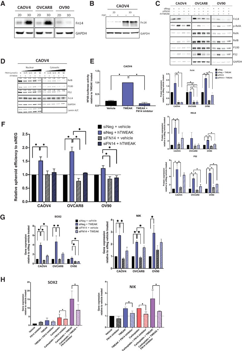 Figure 5. TWEAK receptor Fn14 is required for TWEAK-mediated stem-like features. A, Western blot for Fn14 from cells grown in standard adherent conditions or in spheroid conditions. B, Western blot for Fn14 from cells grown in standard monolayer conditions or in spheroid suspension conditions with or without FGF. C, Western blot of Fn14 and NF-κB proteins in siNeg or siFN14 HGSOC cells treated with vehicle or TWEAK (100 ng/mL) for 72 hours. Representative image (top) and quantification of band intensities (bottom). One-way ANOVA, Tukey post hoc test (n = 3). D, Nuclear and cytosolic western blots for indicated proteins in CAOV4 cells treated with TWEAK (100 ng/mL), or TWEAK plus FN14 inhibitor (L542-0366, 6.25–50 μmol/L). Quantification values normalized to Lamin A/C for nuclear fraction and GAPDH for a cytosolic fraction. E, Luciferase reporter assay showing NF-κB activity is lost in response to TWEAK (100 ng/mL) plus FN14i (L542-0366, 50 μmol/L) in CAOV4 cells (n = 4). F, Spheroid efficiency of siNeg or siFN14 HGSOC cells treated with vehicle or TWEAK (100 ng/mL) for 4 days, represented relative to vehicle. One-way ANOVA, Tukey post hoc test (n = 4). G, qRT-PCR for SOX2 or NIK in siNeg or siFN14 HGSOC cells treated with TWEAK (100 ng/mL) for 48 hours, relative to vehicle. One-way ANOVA, Tukey post hoc test (n = 3). H, qRT-PCR for SOX2 or NIK in CAOV4 cells treated with FN14 inhibitor (L542–0366, 50 μmol/L) for 72 hours in combination with vehicle, TWEAK (100 ng/mL), carboplatin (125 μmol/L), or TWEAK and carboplatin conditions. Unpaired t test for condition versus condition plus FN14 inhibitor (n = 3). Data represent mean and SEM. * P < 0.05.