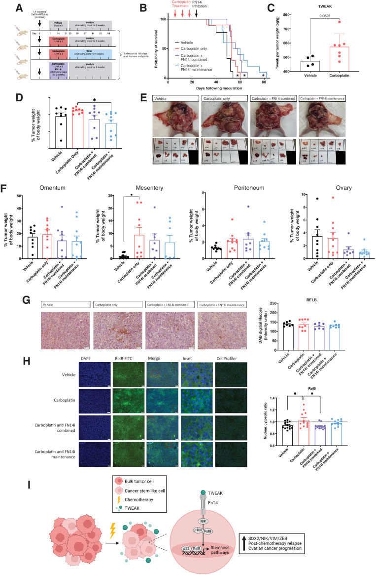 Figure 7. A small-molecule inhibitor of Fn14, as a maintenance therapy following chemotherapy, inhibits RelB activation and significantly slows ovarian cancer relapse. A, Experimental design created with BioRender.com. B, Kaplan–Meier survival of intraperitoneal xenograft tumors with CAOV4 cells treated with either vehicle, carboplatin (50 mg/kg), carboplatin and FN14i (L542-0366, 9 mg/kg) combined, or carboplatin followed by FN14i maintenance. Log-rank test (n = 10). C, TWEAK concentration per tumor weight. Unpaired t test (n = 4 vehicle, n = 7 treatment). D, Tumors were resected and weighed relative to body weight. One-way ANOVA, Tukey post hoc test. E, Representative images of tumors from different treatment groups at necropsy. F, Tumors were resected and weighed by organ, represented relative to body weight. One-way ANOVA, Tukey post hoc test (n = 10). G, Tumors were resected, fixed, and histologically stained RelB-DAB. Representative images (left) and quantification using ImageJ (right). One-way ANOVA, Tukey post hoc test (n = 10). Data represent mean and SEM. *, P < 0.05. H, Fixed tumor fractions were histologically stained for nuclei (DAPI) and RelB. Representative images (left) and nuclear relative to cytosolic RelB were quantified per field using CellProfiler (right). One-way ANOVA, Tukey post hoc test (n = 3). Data represent mean and SEM. * P < 0.05. I, Proposed mechanism created with BioRender.com to illustrate TWEAK–Fn14–RelB signaling supports post-chemotherapy ovarian cancer progression.