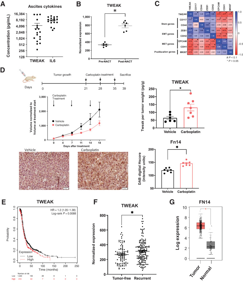 Figure 2. Following chemotherapy, TWEAK and its receptor, Fn14, are significantly elevated in patient samples and mouse tumors. A, TWEAK and IL6 concentration in noncellular ascites fraction collected from recurrent HGSOC patients (n = 18). B, TWEAK gene expression in ovarian cancer tumors collected pre- and post-neoadjuvant chemotherapy (NACT). Paired t test (n = 6). C, Pearson correlation of select genes to TWEAK expression for all collected samples (pre- and post-NACT; n = 6). D, Subcutaneous tumors were generated in nude mice using OV90 cells. Tumors were allowed to grow for 21 days followed by 3 cycles of carboplatin (50 mg/kg) or vehicle and resected 5 days after the final carboplatin treatment. Experimental design created with BioRender.com (top). Tumor volume was measured twice weekly and graphed normalized to the volume at treatment start (center, left). TWEAK concentration per tumor weight measured using ELISA (center, right). Unpaired t test (n = 6, 7). Fixed tumor fractions were histologically stained for Fn14. Representative images (bottom, left) and Fn14 digital H score quantification using ImageJ (bottom, right). Unpaired t test (n = 7, 7). E, Kaplan–Meier plots from KMPlotter comparing high expression (red) and low expression (black) of TWEAK and associated progression-free survival (PFS) of ovarian cancer patients (n = 1,435). F, TCGA analysis of TWEAK in tumors from HGSOC patients who recurred (tumor <5 years after follow-up) or remained tumor-free. Unpaired t test (n = 585). G, FN14 gene expression by Gepia2 of normal ovarian surface epithelium (black) and ovarian tumor (red). Unpaired t test (n = 88 normal, n = 426 tumor). Data represent mean and SEM. *, P < 0.05.