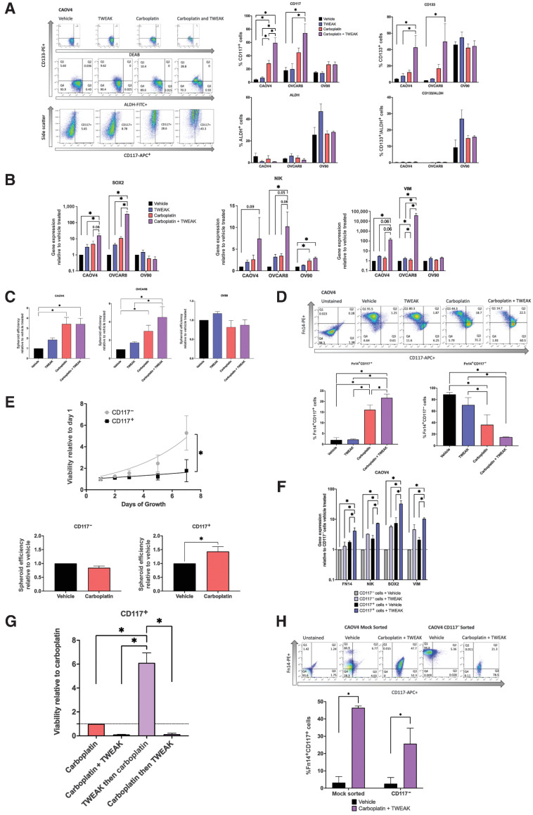 Figure 4. TWEAK in combination with carboplatin enriches for CSCs and eliminates non-CSCs. A, Stem cell marker flow cytometry of HGSOC cells treated with vehicle, TWEAK (100 ng/mL), carboplatin (125 μmol/L), or TWEAK and carboplatin for 72 hours. Representative gating for CAOV4 (left), percent positive cells representing mean plus SD (right). One-way ANOVA, Tukey post hoc test (n = 3). B, qRT-PCR for select stemness genes in HGSOC cells with vehicle, TWEAK (100 ng/mL), carboplatin (125 μmol/L), or TWEAK and carboplatin for 72 hours represented relative to the vehicle. One-way ANOVA, Tukey post hoc test (n = 3). C, Spheroid efficiency of HGSOC cells treated with vehicle, TWEAK (100 ng/mL), carboplatin (125 μmol/L), or TWEAK and carboplatin for 4 days represented relative to vehicle. One-way ANOVA, Tukey post hoc test (n = 4). D, Flow cytometry analysis of CD117 expression on Fn14+ cells treated with vehicle, TWEAK (100 ng/mL), carboplatin (125 μmol/L), or TWEAK and carboplatin for 72 hours. Representative gating (left) and percent positive cells representing mean plus SD (right). One-way ANOVA, Tukey post hoc test (n = 3). E, Viability of sorted OV90 CD117+ or CD117− cells grown for 8 days normal media (top). Two-way repeated-measures ANOVA, Sidak post hoc test (n = 4). Spheroid efficiency of OV90 CD117+ or CD117− cells treated with carboplatin (90 μmol/L) for 4 days represented relative to vehicle (bottom). Unpaired t test (n = 4). F, qRT-PCR of select genes for sorted CD117+ or CD117− cells treated with vehicle or TWEAK (100 ng/mL) for 72 hours. One-way ANOVA, Tukey post hoc test (n = 4). G, Viability of CD117+ sorted CAOV4 cells treated with either carboplatin (125 μmol/L), carboplatin and TWEAK (100 ng/mL), TWEAK then carboplatin, and carboplatin then TWEAK for 120 hours. One-way ANOVA, Tukey post hoc test (n = 3). H, Flow cytometry analysis of CD117 and Fn14 expression CAOV4 cells mock sorted or CD117− sorted cells treated with vehicle or TWEAK (100 ng/mL) and carboplatin (30 μmol/L) for two cycles of 7 days, where initial treatment is for 24 hours with subsequent 2-fold dilution with media. Representative gating (top) and percent Fn14+CD117+ cells representing mean plus SD. Two-way ANOVA, Sidak post hoc test (n = 4 mock, 5 CD117− sorted). Data represent mean and SEM. *, P < 0.05.