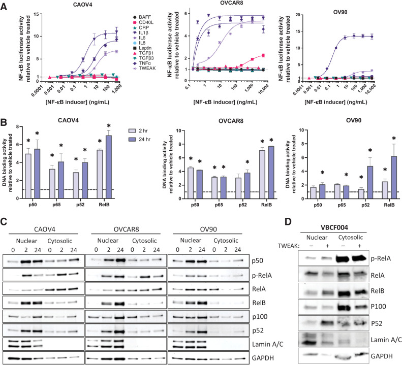 Figure 1. TWEAK activates classic and alternative NF-κB pathways in ovarian cancer cell lines and patient-derived cells. A, Luciferase reporter assay showing NF-κB activity in response to 24-hour stimulation with different cytokines (n = 3). B, DNA-binding of NF-κB proteins with TWEAK stimulation (25 ng/mL) for 2 or 24 hours relative to vehicle. One-way ANOVA with Dunnett post hoc (n = 3). C, Nuclear and cytosolic western blots of NF-κB proteins with TWEAK (25 ng/mL, 0, 2, or 24 hours) in CAOV4, OVCAR8, and OV90. D, Nuclear and cytosolic western blots of NF-κB proteins with TWEAK (100 ng/mL, 24 hours) stimulation in ascites sample VBCF004. Data represent mean and SEM. *, P < 0.05.