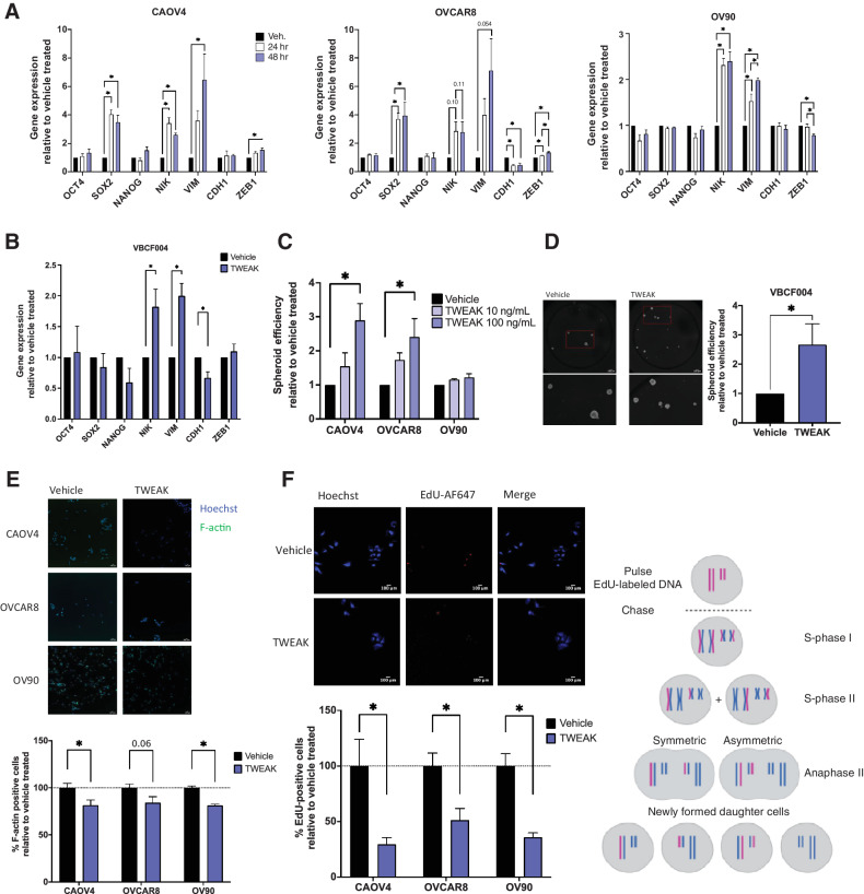 Figure 3. TWEAK stimulation enhances the development of stem-like features in ovarian cancer cell lines and patient-derived cells. A, qRT-PCR for select stemness and EMT genes in HGSOC cells with vehicle or TWEAK treatment (100 ng/mL) for 24 or 48 hours. One-way ANOVA with Tukey post hoc test (n = 3). B, qRT-PCR on ascites-derived cells VBCF004 for select stemness and EMT genes with TWEAK treatment (100 ng/mL) for 48 hours. Unpaired t test (n = 3). C, Spheroid efficiency of HGSOC cell lines with TWEAK treatment (10 or 100 ng/mL) relative to the vehicle for 6 days. One-way ANOVA, Dunnett post hoc test (n = 4). D, Spheroid efficiency of ascites-derived cells VBCF004 with TWEAK treatment (100 ng/mL) relative to vehicle for 4 days. Representative images (left) and quantification with Hoechst (right). Unpaired t test (n = 3). E, F-actin staining of HGSOC cells with TWEAK (100 ng/mL) treatment for 72 hours. Representative images (top) and quantification per well relative to vehicle treated (bottom). Unpaired t test (n = 6). F, EdU incorporation pulse-chase assay of HGSOC cells with TWEAK (100 ng/mL) treatment for 72 hours. Experimental design created with BioRender.com (top), representative images (center), and quantification per well relative to vehicle treated (bottom). Unpaired t test (n = 6). Data represent mean and SEM. *, P < 0.05.